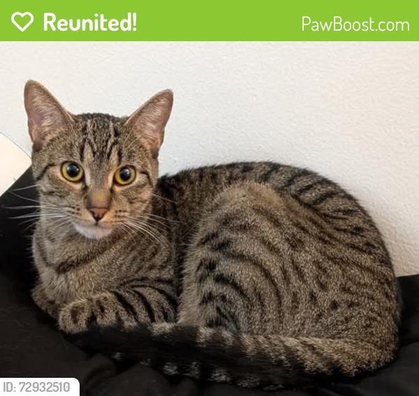 Reunited Female Cat last seen Near South 400 East , Salt Lake City, UT 84111