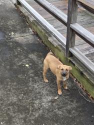 Found/Stray Unknown Dog last seen American Family Insurance, Ayers Realty, Enterprise, Rome, GA 30165