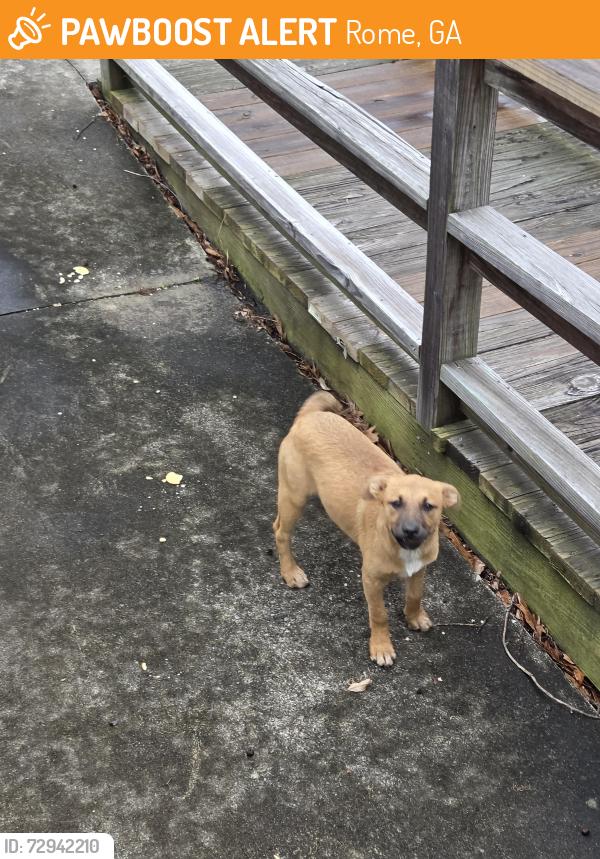 Found/Stray Unknown Dog last seen American Family Insurance, Ayers Realty, Enterprise, Rome, GA 30165