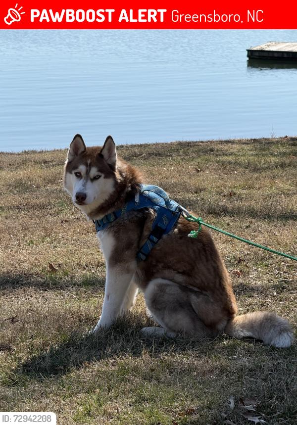 Lost Male Dog last seen Nathanael rd and Brookclif court, Greensboro, NC 27408
