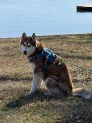 Lost Male Dog last seen Nathanael rd and Brookclif court, Greensboro, NC 27408