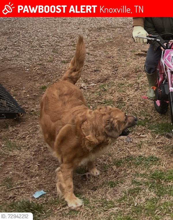Lost Female Dog last seen Sims road south knox, Knoxville, TN 37920