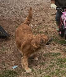 Lost Female Dog last seen Sims road south knox, Knoxville, TN 37920