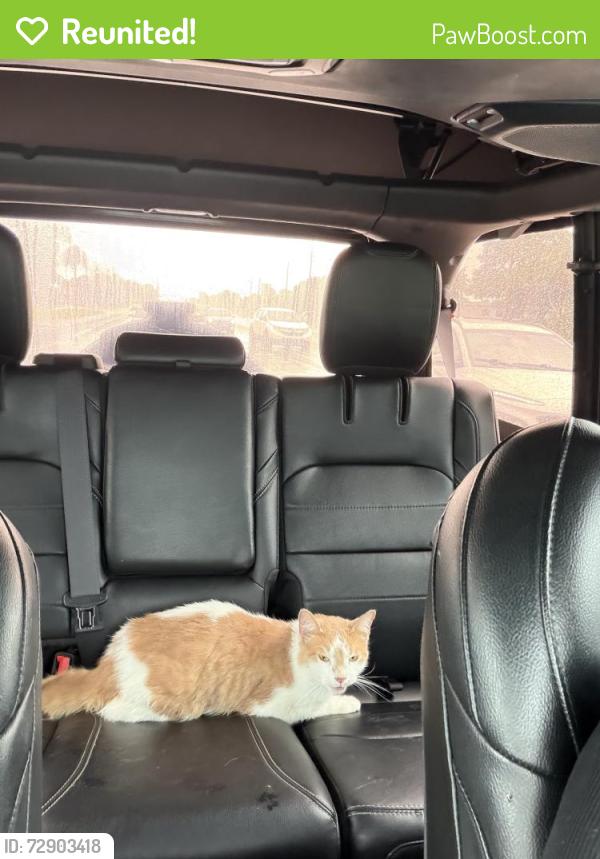 Reunited Male Cat last seen at home on ebans bend in azalea parks, Azalea Park, FL 32807