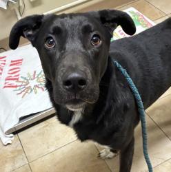 Shelter Stray Male Dog last seen Owner surrender, OR, Troutdale, OR 97060