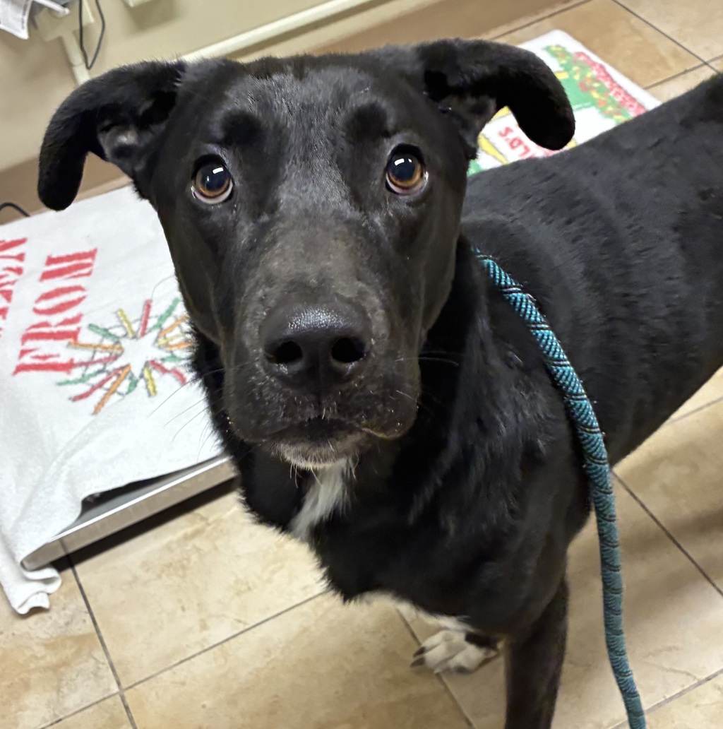 Shelter Stray Male Dog last seen Owner surrender, OR, Troutdale, OR 97060