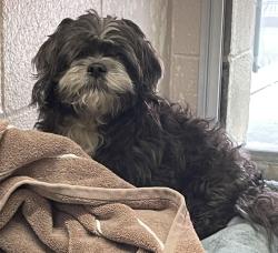 Shelter Stray Unknown Dog last seen NE 173rd Ave & Northeast Pacific Street, PORTLAND, OR, 97230, Troutdale, OR 97060
