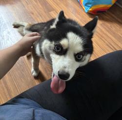 Reunited Female Dog last seen Prairie Rose Lp and Court St, Zephyrhills, FL 33542