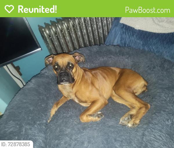 Reunited Female Dog last seen Sherman ave Niles Oh, Niles, OH 44446
