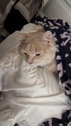 Reunited Male Cat last seen ???, Charlotte, NC 28216