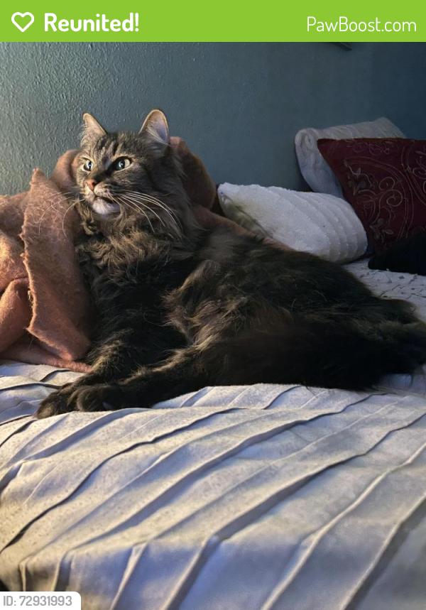 Reunited Female Cat last seen Blendon place, St. Louis, MO 63143