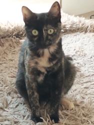 Lost Female Cat last seen Rua sete de setembro com rua vinte e três de outubro , Nova Mirim, SP 11704-830