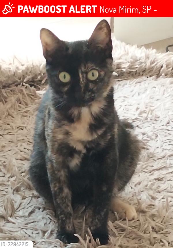 Lost Female Cat last seen Rua sete de setembro com rua vinte e três de outubro , Nova Mirim, SP 11704-830