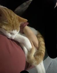 Reunited Male Cat last seen Highfield road b8 , Saltley, England B8 1NT
