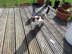 Found/Stray Unknown Cat last seen Marshland st james, Norfolk, England PE14