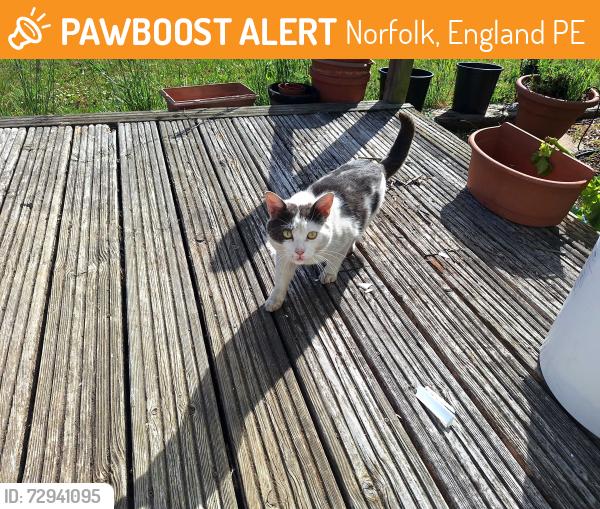 Found/Stray Unknown Cat last seen Marshland st james, Norfolk, England PE14