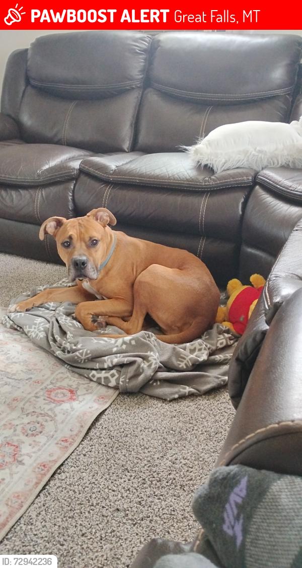 Lost Male Dog last seen Town pump on 10th and 15th st, Great Falls, MT 59405