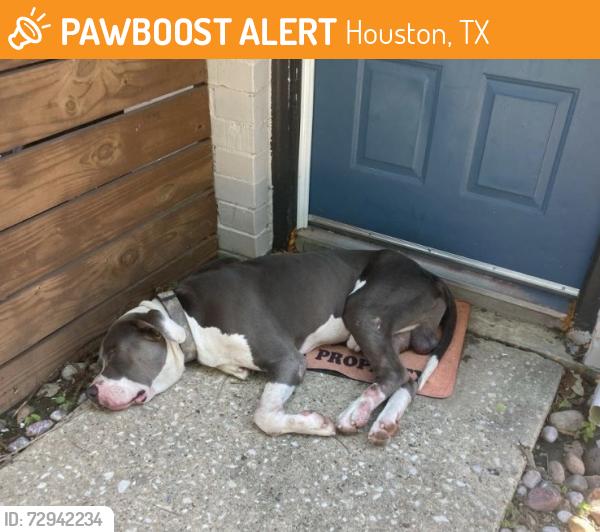 Found/Stray Male Dog last seen Near s 77066, Houston, TX 77066