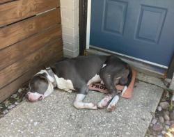 Found/Stray Male Dog last seen Near s 77066, Houston, TX 77066