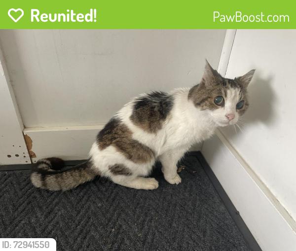 Reunited Unknown Cat last seen 4th Ave and Hayes St by the Safeway, Camas, WA 97024