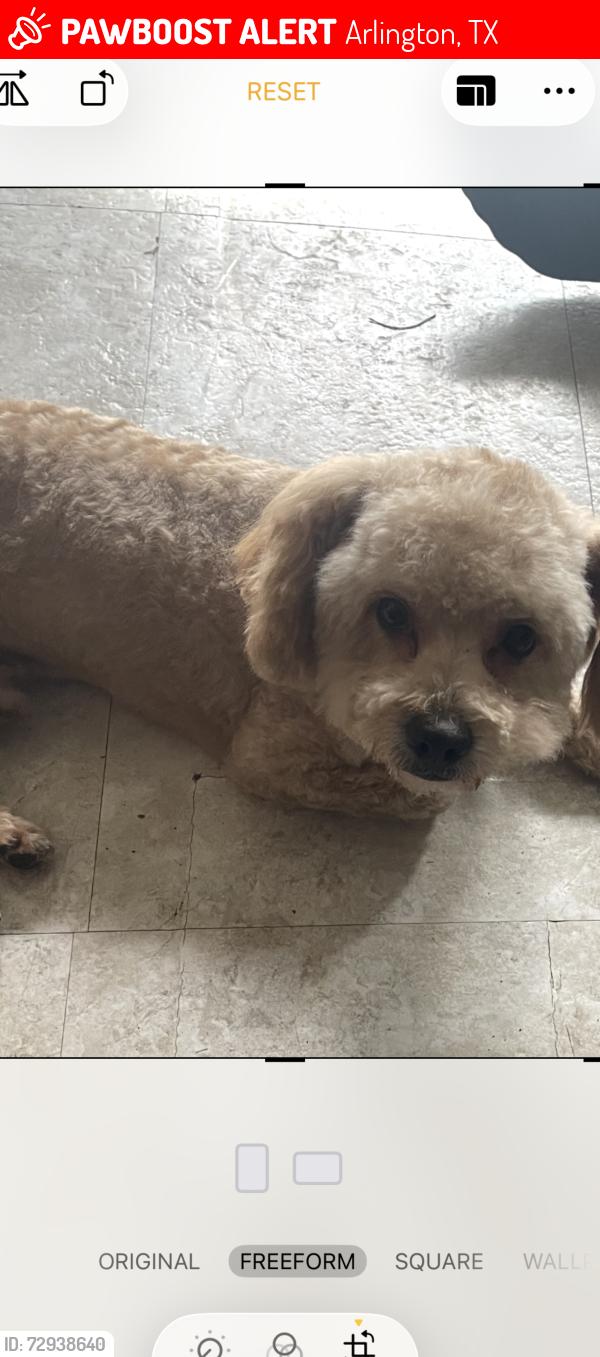 Lost Male Dog last seen Chalice and overbrook, Arlington, TX 76014