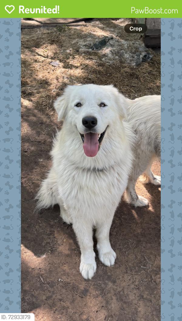 Reunited Male Dog last seen Douglas Elementary, Tyler, TX 75702