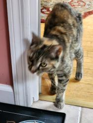 Reunited Female Cat last seen Colleen Dr and Main Ave, Wynantskill, NY 12198