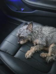 Found/Stray Male Dog last seen East Riverside Drive and South Lakeshore Blvd, Austin, TX 78741