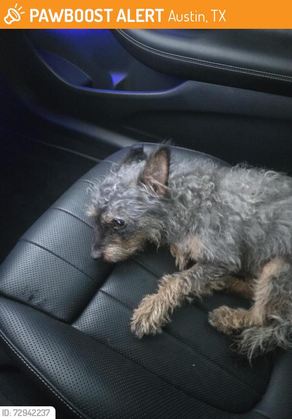 Found/Stray Male Dog last seen East Riverside Drive and South Lakeshore Blvd, Austin, TX 78741