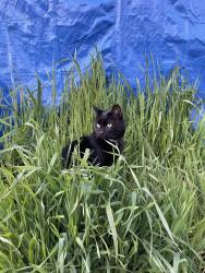Found/Stray Unknown Cat last seen hollow park, Payson, UT 84651