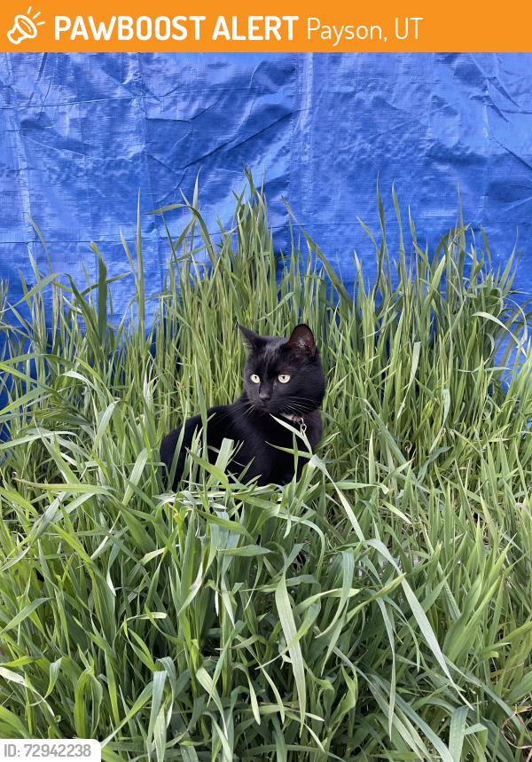 Found/Stray Unknown Cat last seen hollow park, Payson, UT 84651