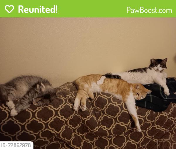 Reunited Male Cat last seen satsuma and arminta, Los Angeles, CA 91605
