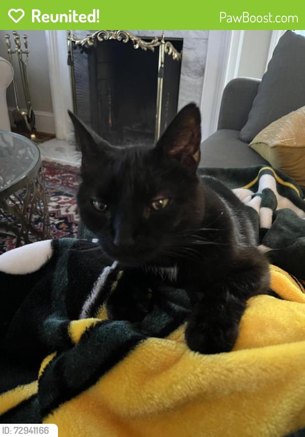 Reunited Male Cat last seen West seminary and Azalea , Richmond, VA 23227