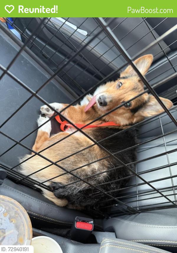 Reunited Male Dog last seen S Cushman Ave, Tacoma, WA, USA, Tacoma, WA 98418