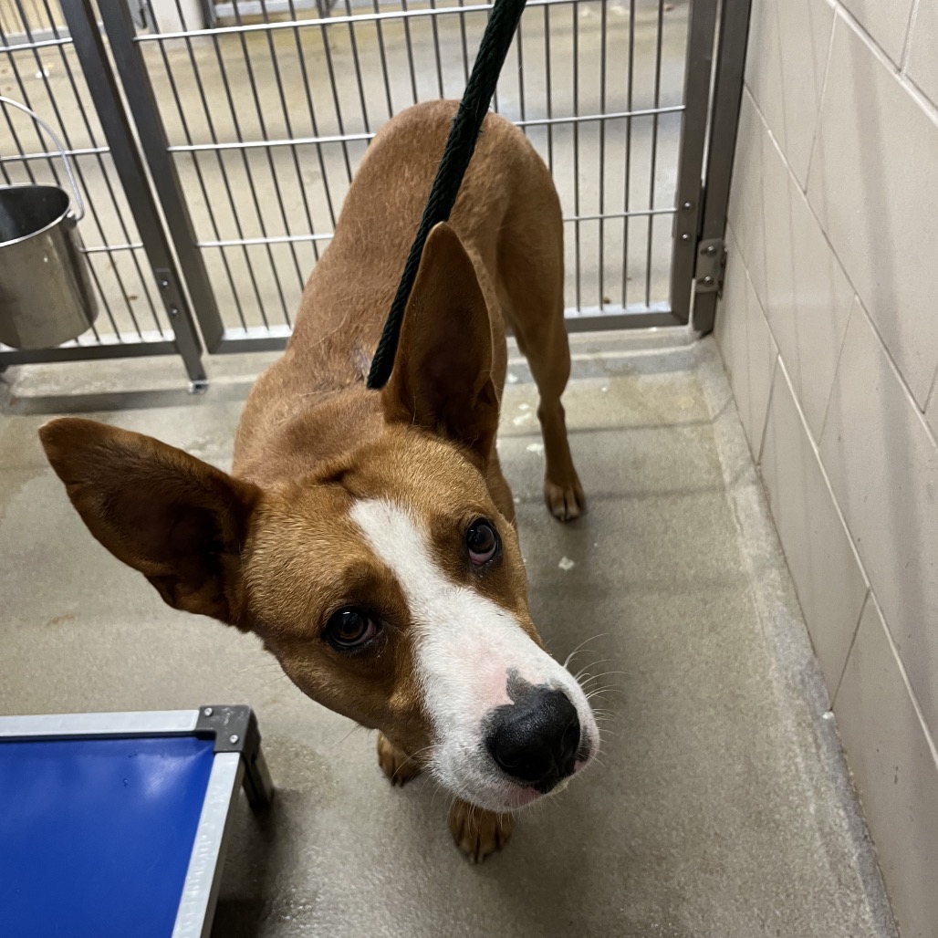 Shelter Stray Male Dog last seen , Red Bank, TN 37415