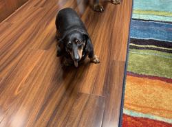 Reunited Female Dog last seen Tanglerod Street, La Mesa, CA 91942