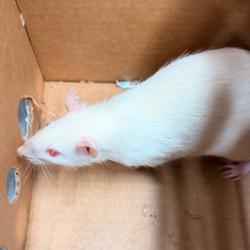 Shelter Stray Unknown Other last seen , Tampa, FL 33607
