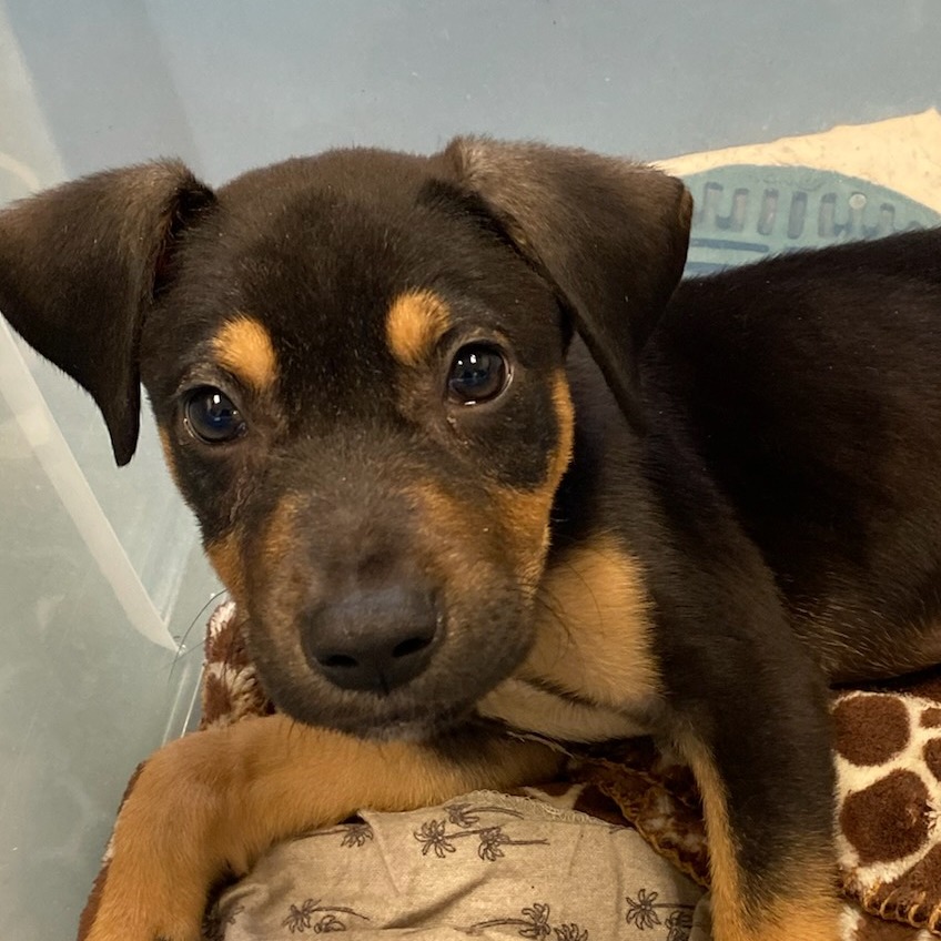 Shelter Stray Male Dog last seen , Memphis, TN 38133