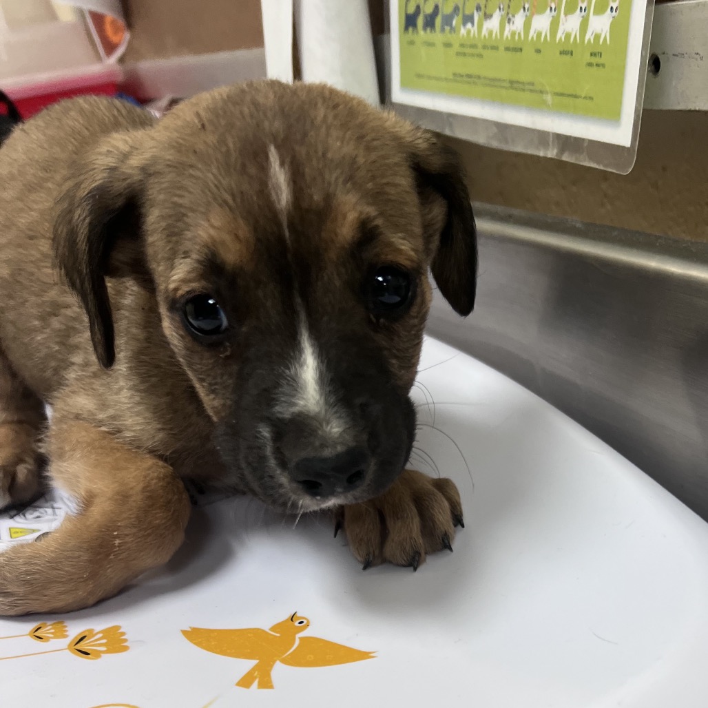 Shelter Stray Male Dog last seen , Memphis, TN 38133
