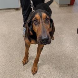 Shelter Stray Male Dog last seen , Jacksonville, FL 32216