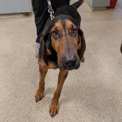 Shelter Stray Male Dog last seen , Jacksonville, FL 32216
