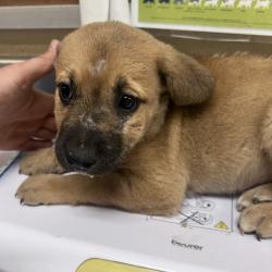Shelter Stray Female Dog last seen , Memphis, TN 38133