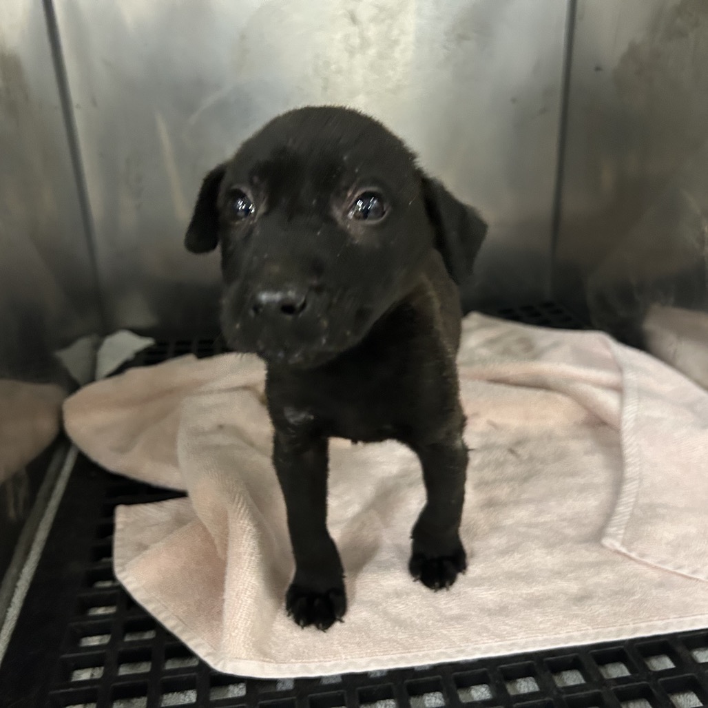 Shelter Stray Male Dog last seen , Memphis, TN 38133