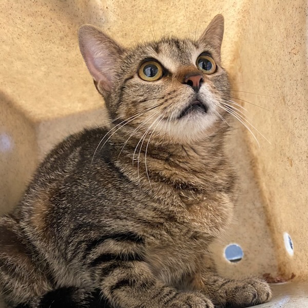 Shelter Stray Female Cat last seen , Memphis, TN 38133