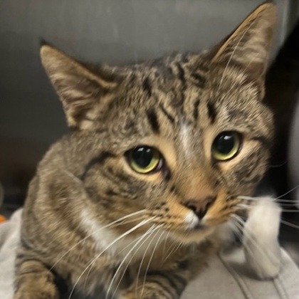 Shelter Stray Male Cat last seen , Oak Park, IL 60304