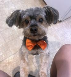 Reunited Male Dog last seen Amboy ave perth amboy nj , Perth Amboy, NJ 08861