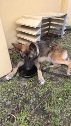 Found/Stray Female Dog last seen North east 19th street and 183rd st , North Miami Beach, FL 33162