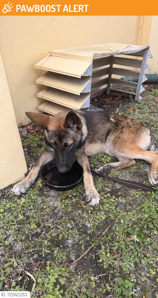 Found/Stray Female Dog last seen North east 19th street and 183rd st , North Miami Beach, FL 33162