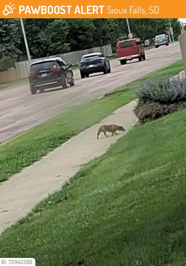 Found/Stray Unknown Dog last seen Crosswind church , Sioux Falls, SD 57106
