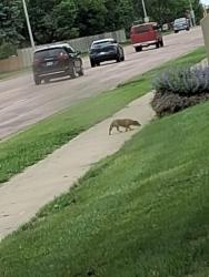 Found/Stray Unknown Dog last seen Crosswind church , Sioux Falls, SD 57106